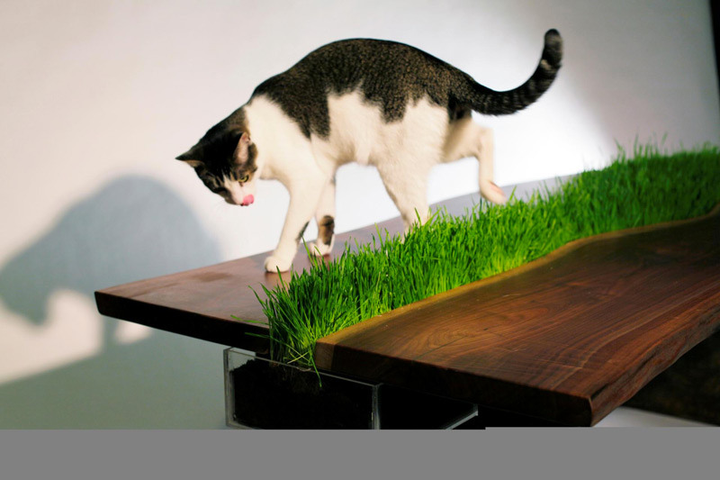 Cat playing with the wheat grass on top of the Planter Walnut Table by Emily Wettstein