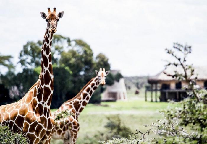 Giraffes at the Segera Retreat in Kenya