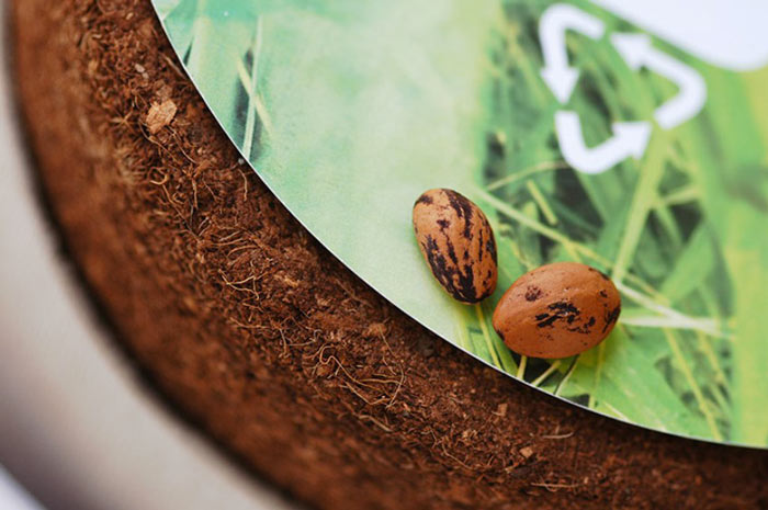 Tree seeds that come with the Bios Urn A Biodegradable and eco-friendly Urn