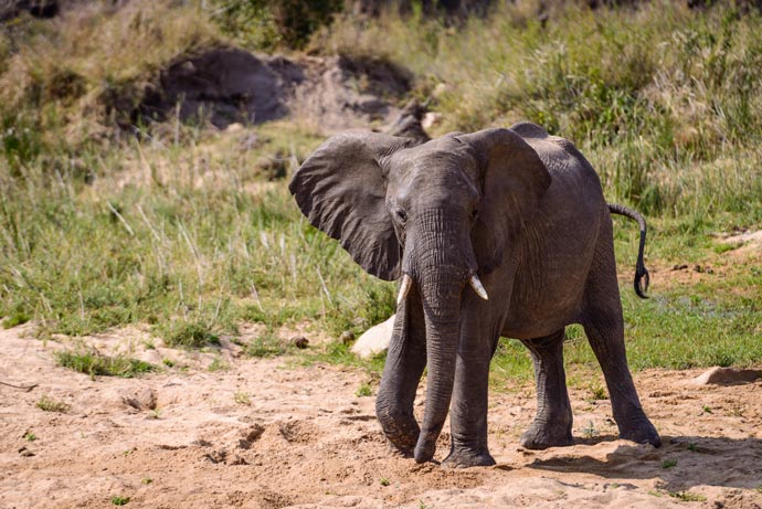 Baby elephant at Leopard Hills