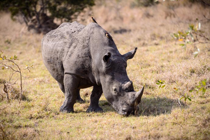 Rhino at Sabi Sand Game Reserve