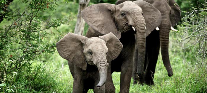 Elephant heard at Singita Sweni Lodge in South Africa