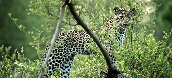 Cheetah at Singita Sweni Lodge in South Africa