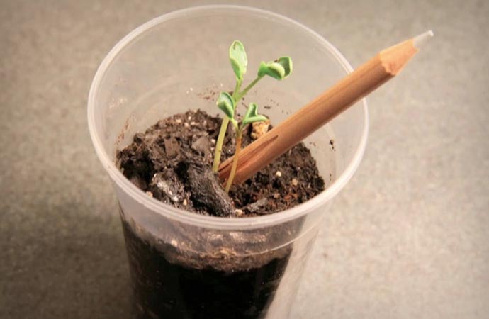 Sprout Plantable Pencil growing into an herb
