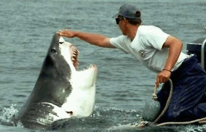 Man petting a shark