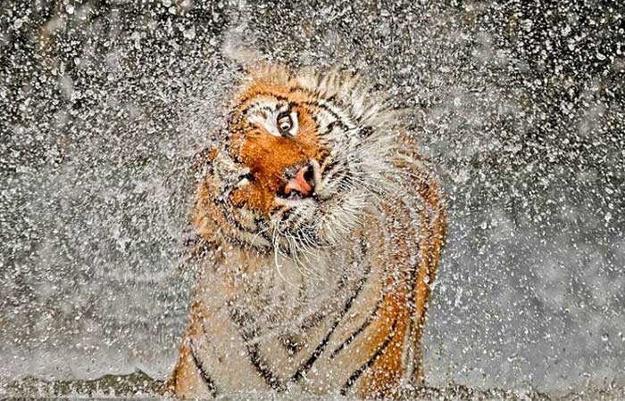 A tiger shaking water off