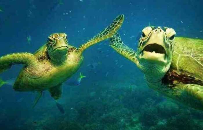 Two turtles high-fiving