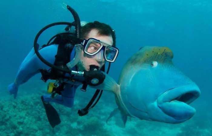 A fish next to a diver