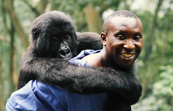 Virunga Gorilla Exploration