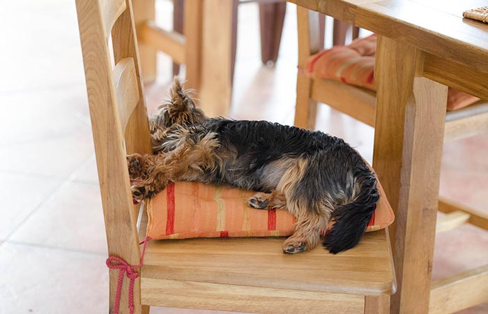 Dog Sleeping On A Chair