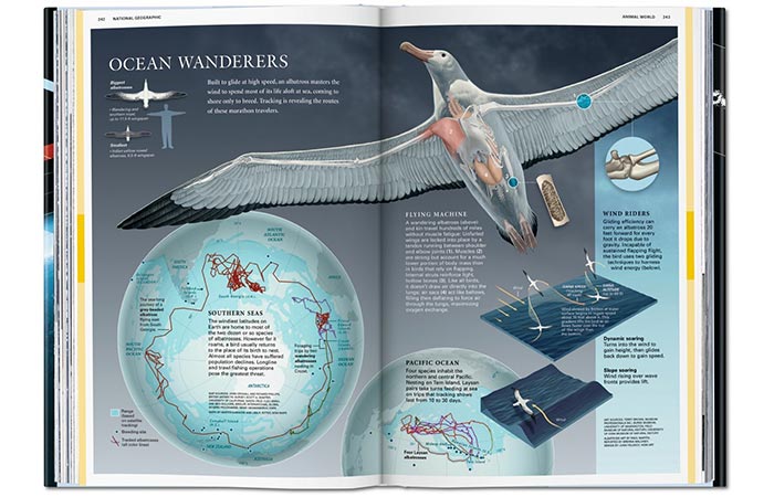 National Geographic Infographics page about bird migration