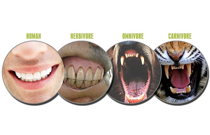 Different sets of animal teeth