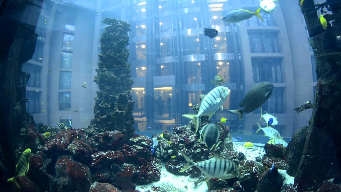 Fishes in the Aquadom Aquarium at the Raddison Blu in Berlin