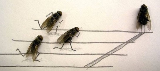 Flychelangelo – Dead Flies Art by Magnus Muhr
