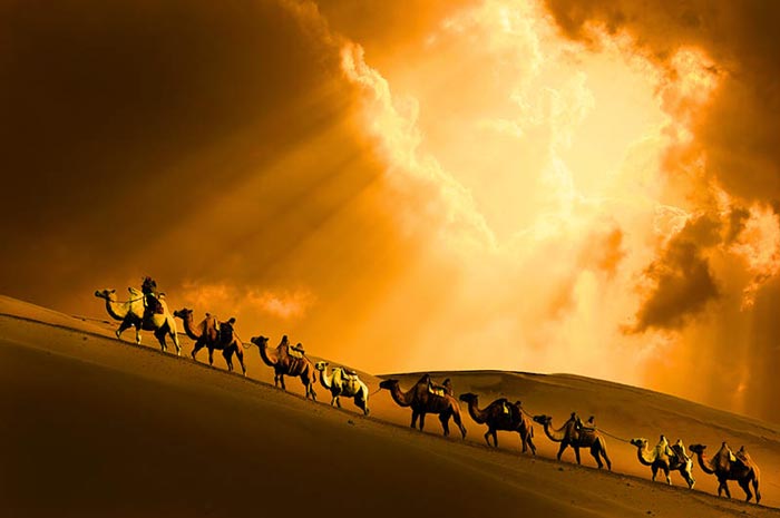 Camel ride in the dunes outside the Desert Lotus Resort in Mongolia in the Gobi Desert