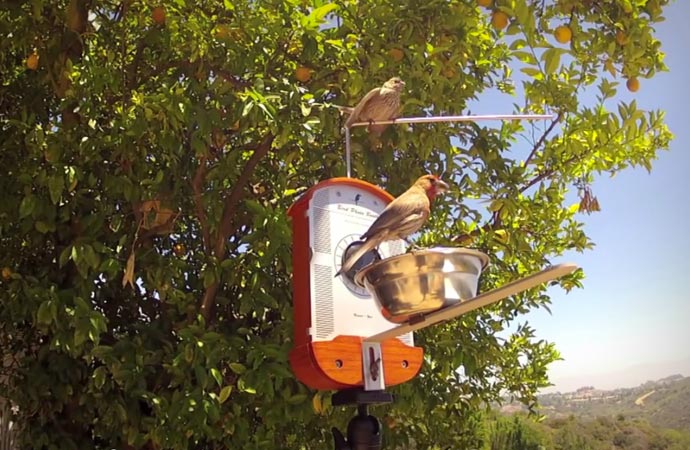 Birds eating at the Bird Photo Booth bird feeder