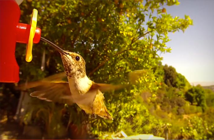 Hummingbird eating from a bird feeder