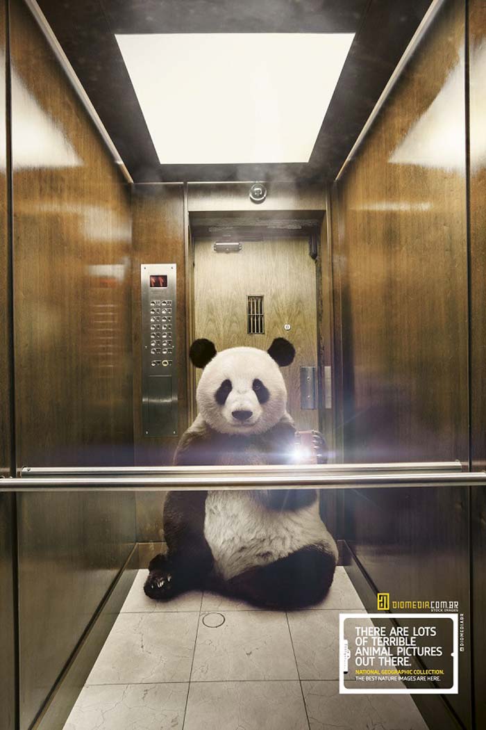 Panda Animal selfie