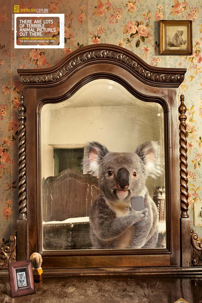 Koala Animal selfie