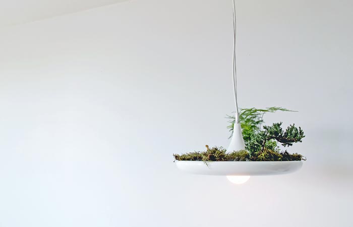 Plant garden and lamp