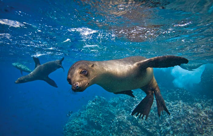 Seals at Galapagos Islands