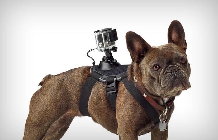 Fetch dog harness from GoPro