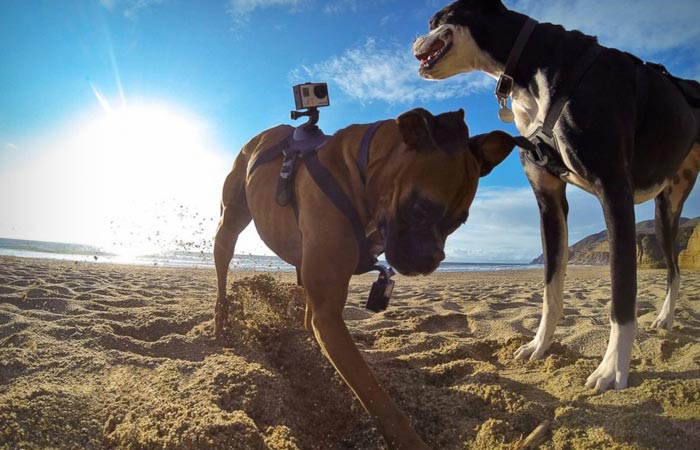 Dog harness from GoPro