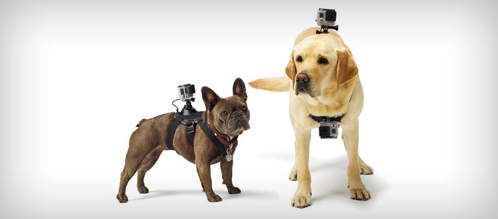 GoPro Fetch dog harness