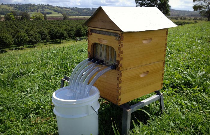 Flow Hive Honey on tap