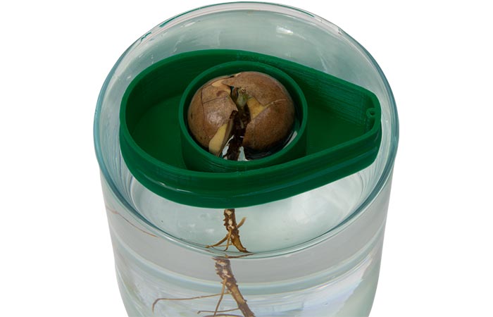 AvoSeedo in  water container