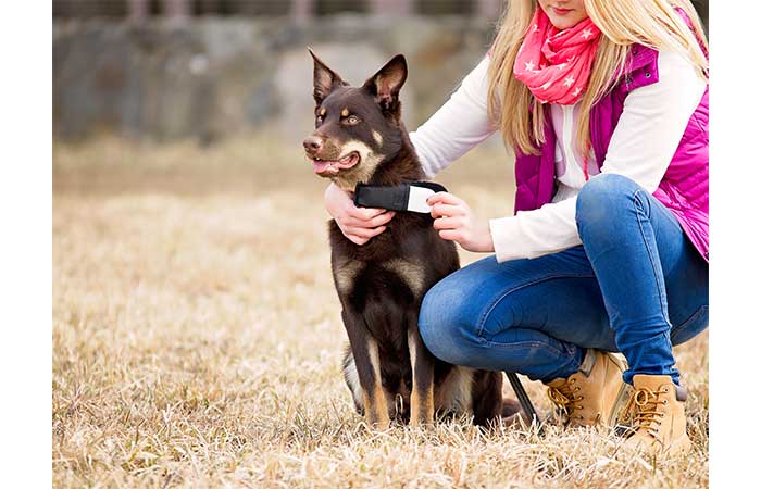 Girl and dog in the field wearing GPS locator 