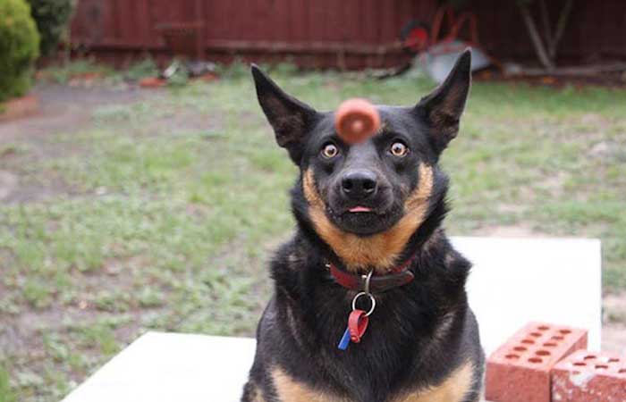 A dog prepared to catch dog food