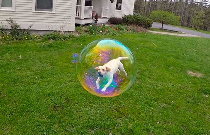 A dog jumping into bubble