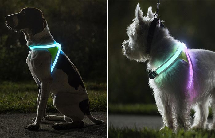 Noxgear LightHound on Different Dogs