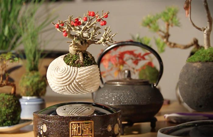 A Floating Bonsai Tree
