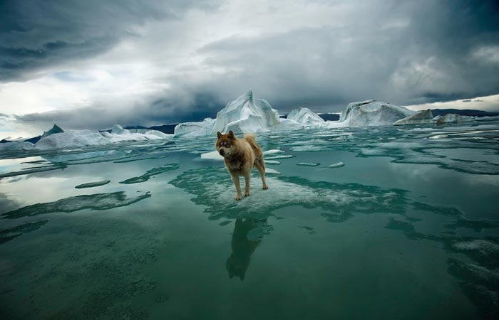 A photo of a wolf in icy scenery from the book Arctica by Sebastian Copeland.