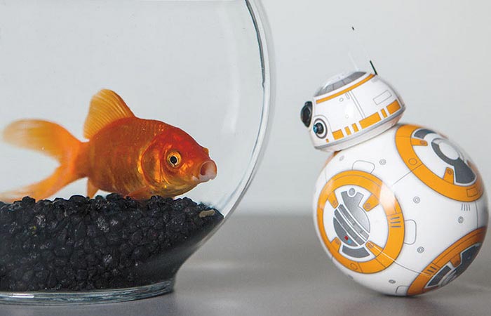 BB-8 watches the fish. 