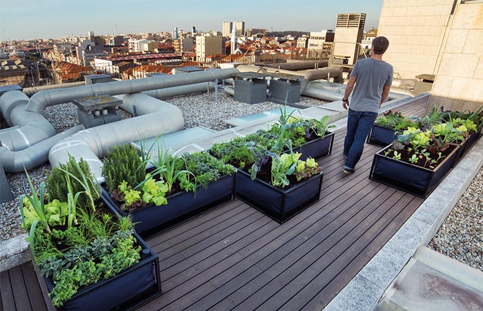 Noocity Growbed On A Rooftop