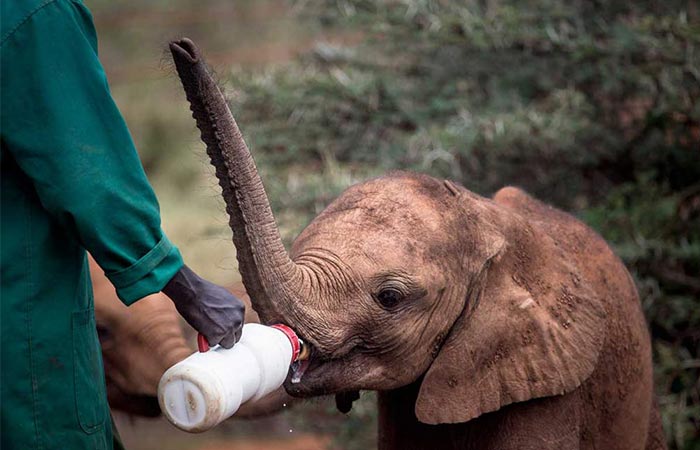 The Safari Collection Feeding The Baby Elephant