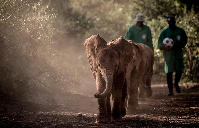 The Safari Collection Elephants Walk