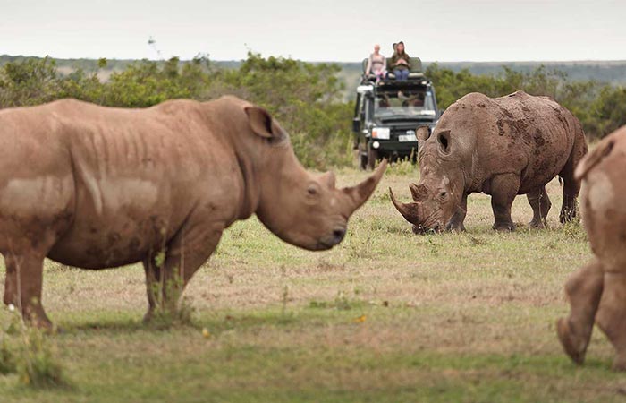 The Safari Collection Rhino Watching