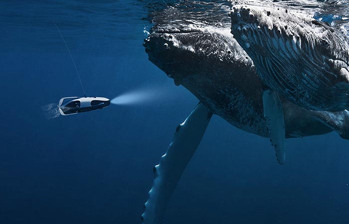 PowerRay Underwater Robot close to whales