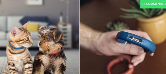 Scollar Mini | The Smart Collar For Pets