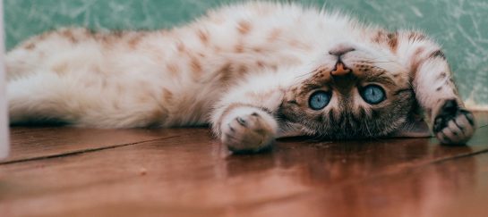 All about cat photography